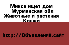 Микса ищет дом - Мурманская обл. Животные и растения » Кошки   